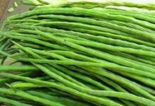 गर्भवती और बच्चों के लिए वरदान है सहजन : धीरेन्द्र उपाध्याय