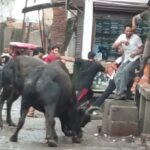 यूपी के इस बाजार में आपस में भिड़े दो सांड, सड़क को बनाया अखाड़ा; दहशत में आए व्यापारी