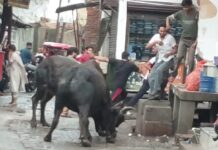 यूपी के इस बाजार में आपस में भिड़े दो सांड, सड़क को बनाया अखाड़ा; दहशत में आए व्यापारी