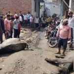 सिकंद्राराऊ में बड़ा हादसा: बिजली के खंभे में उतरे करंट से एक भैंस एक भैंसा की मौत