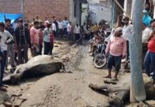 सिकंद्राराऊ में बड़ा हादसा: बिजली के खंभे में उतरे करंट से एक भैंस एक भैंसा की मौत